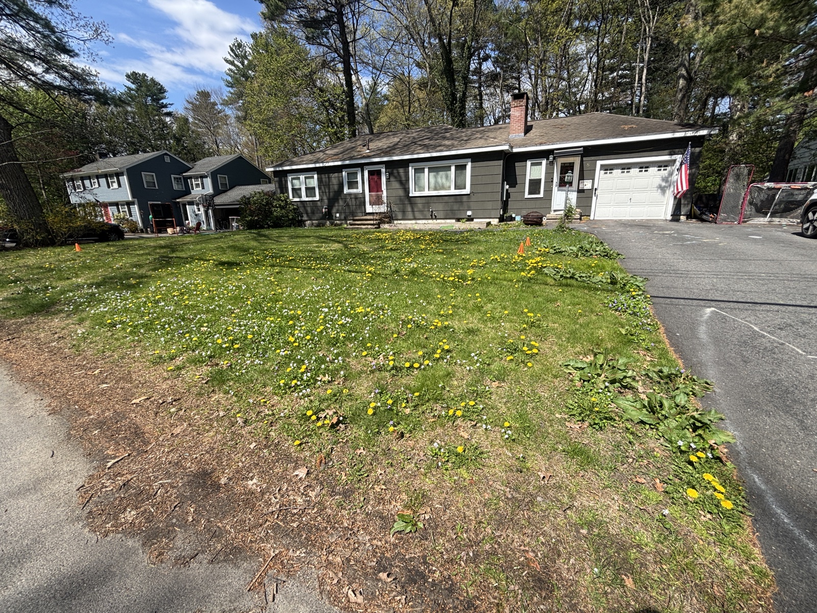 The front yard in May — dandelions and violets, wall to wall