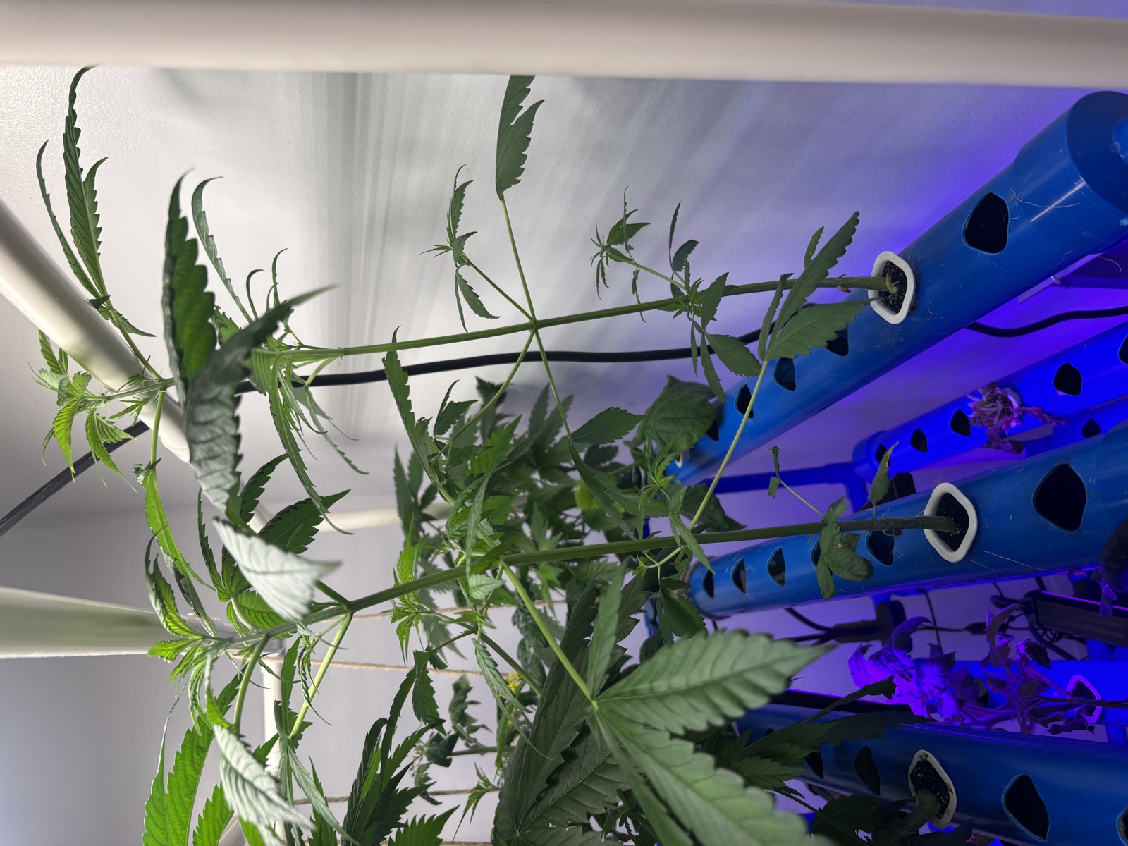 NFT plants — healthy, thriving, better than expected