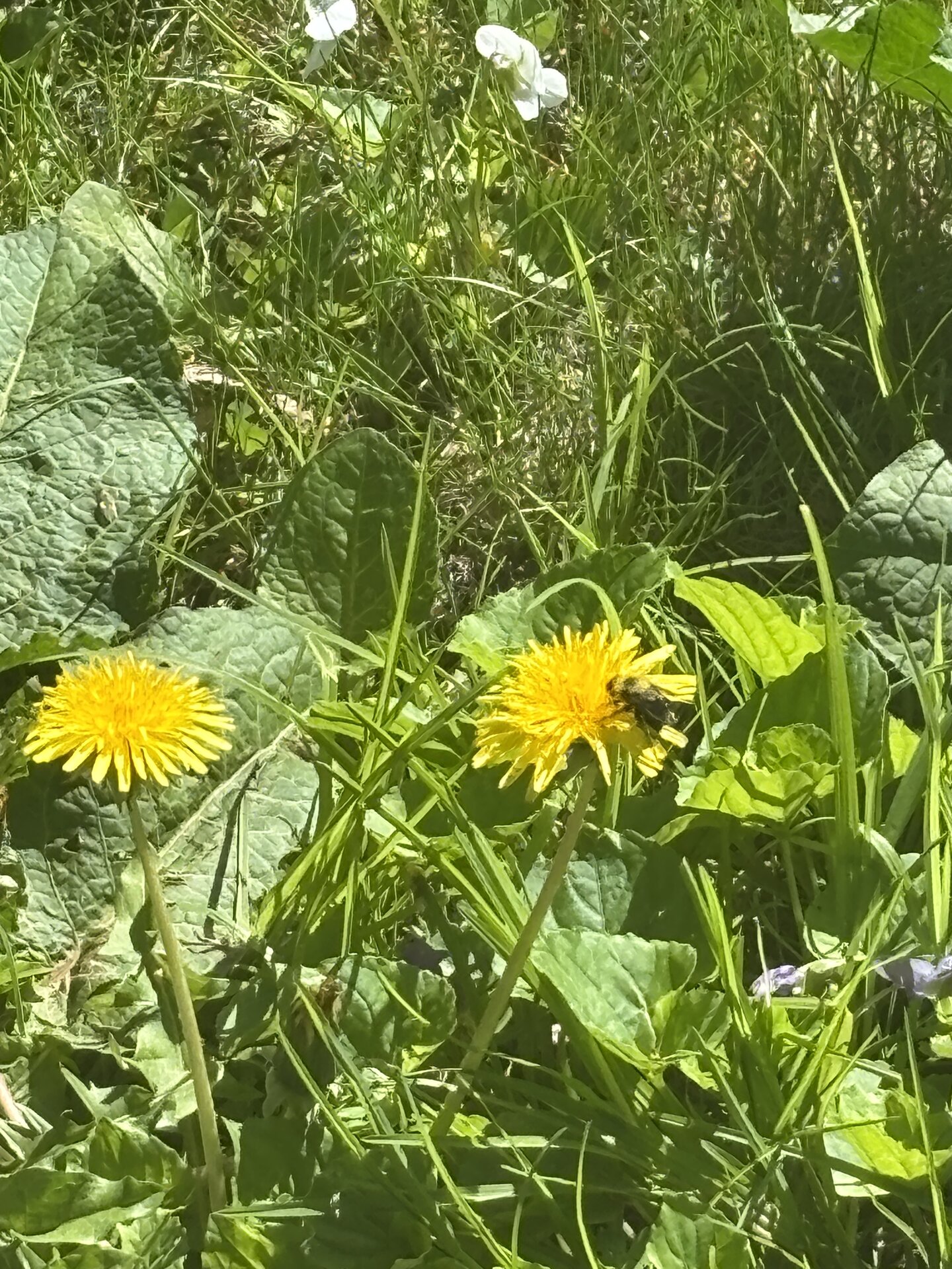 Two yellow dandelions in a patch of grass. A bumblebee is half-buried in the right one, working the flower.