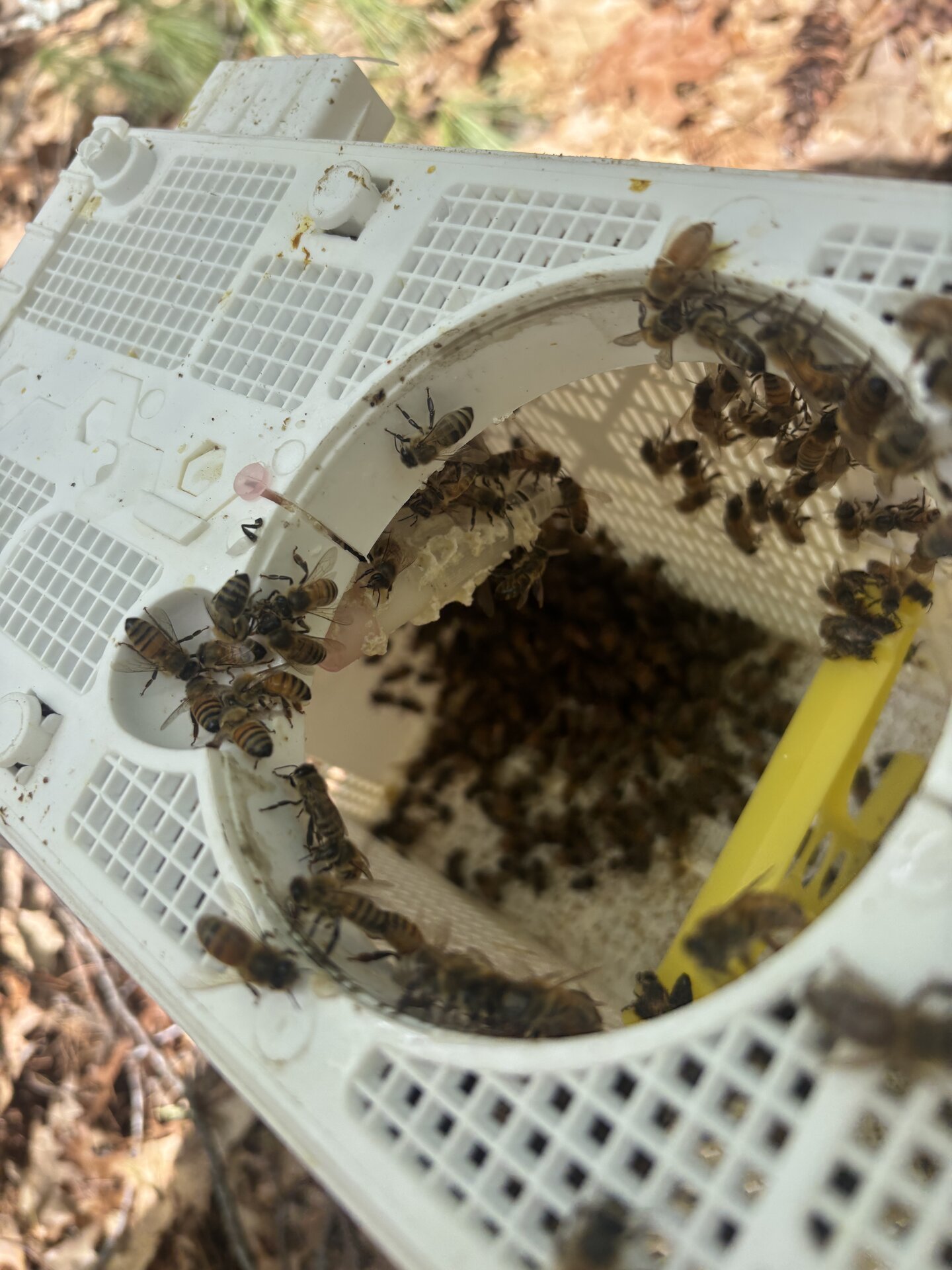 An open package cage from the post office. Dozens of honeybees clustered around the entrance ring, thousands more visible in the dark of the cage below.