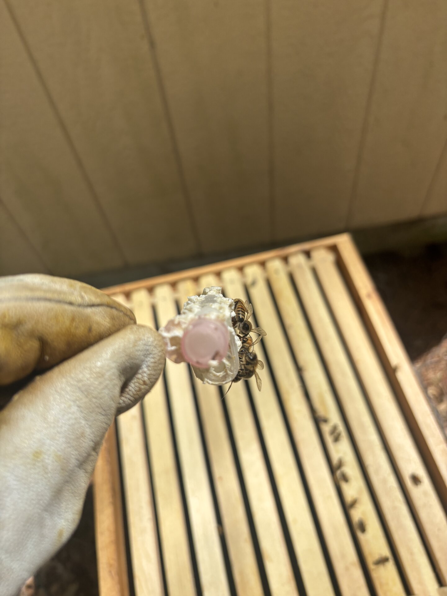 Close-up of a gloved hand holding a small wooden queen cage. Pink candy plug intact, three attendants on the cage.