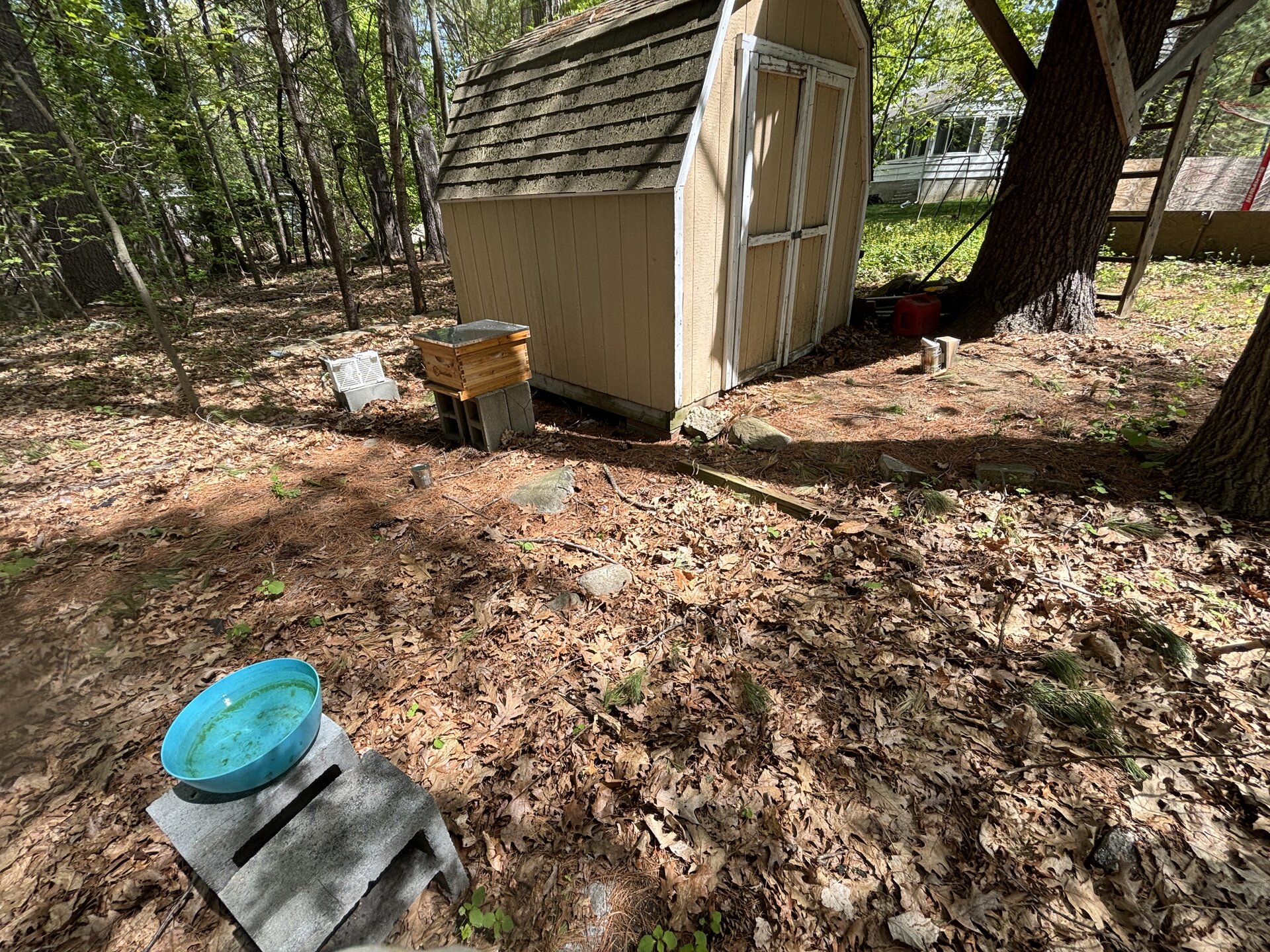 Wide shot of the apiary site. Small shed with a weathered roof, a single wooden hive on cinder blocks beside it, blue water bowl staged in the foreground.